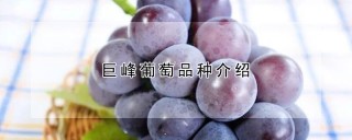 巨峰葡萄品种介绍,第1图