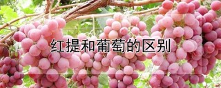 红提和葡萄的区别,第1图