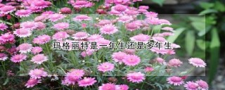 玛格丽特是一年生还是多年生,第1图