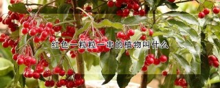 红色一粒粒一串的植物叫什么,第1图