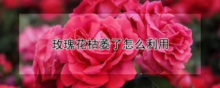 玫瑰花枯萎了怎么利用,第1图