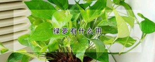 绿萝有什么用,第1图