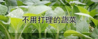 不用打理的蔬菜,第1图