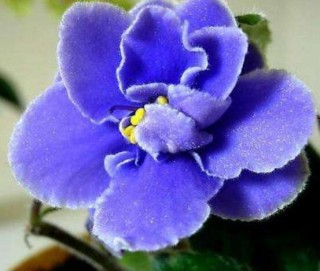 紫罗兰花语，代表着纯洁的爱、永恒的美、高尚的美德,第6图