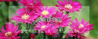 荷兰菊花期,第1图