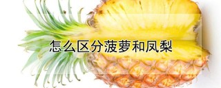 怎么区分菠萝和凤梨,第1图
