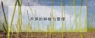 芦笋的种植与管理,第1图