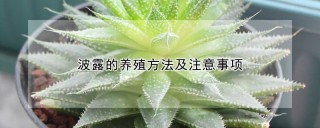 波露的养殖方法及注意事项,第1图