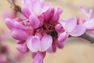 紫荆花种在家前面好不好,第2图