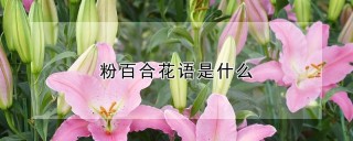 粉百合花语是什么,第1图