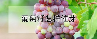 葡萄籽怎样催芽,第1图