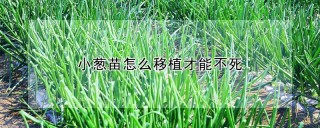 小葱苗怎么移植才能不死,第1图