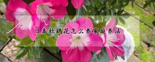 日本杜鹃花怎么养家庭养法,第1图