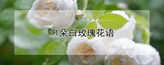 11朵白玫瑰花语,第1图