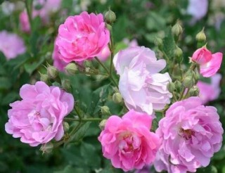 蔷薇花繁殖，蔷薇花繁殖方法,第2图