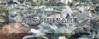 西兰花不结球怎么回事,第1图