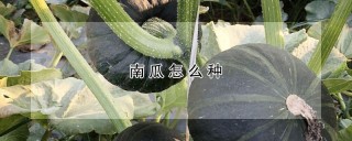 南瓜怎么种,第1图