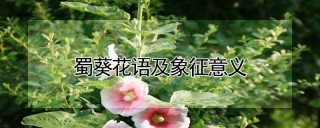 蜀葵花语及象征意义,第1图