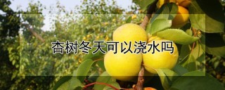 杏树冬天可以浇水吗,第1图