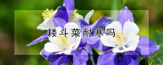 耧斗菜耐寒吗,第1图