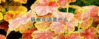 矾根花语是什么,第1图