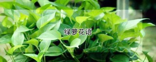 绿箩花语,第1图