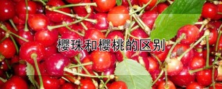 樱珠和樱桃的区别,第1图