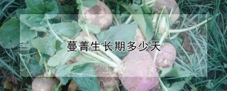 蔓菁生长期多少天,第1图