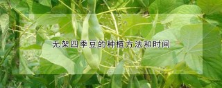 无架四季豆的种植方法和时间,第1图