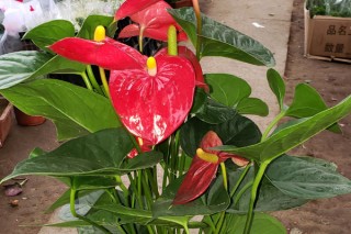 开红花的植物,第2图