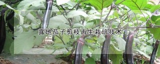 露地茄子剪枝再生栽培技术,第1图