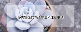 多肉雪莲的养殖方法和注意事项,第1图