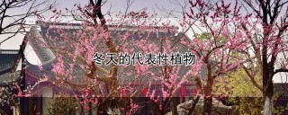 冬天的代表性植物,第1图