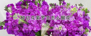 鲜切花紫罗兰怎么醒花,第1图