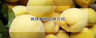 锦绣黄桃品种介绍,第1图