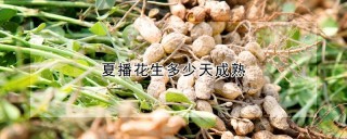 夏播花生多少天成熟,第1图