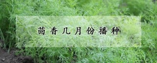 茴香几月份播种,第1图