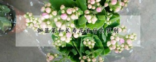 伽蓝菜和长寿花有什么区别,第1图