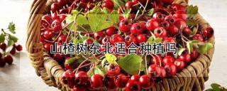 山楂树东北适合种植吗,第1图