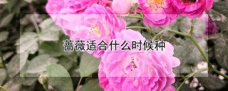 蔷薇适合什么时候种,第1图