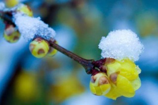 北京腊梅什么时候开花,第2图