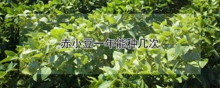 赤小豆一年能种几次,第1图