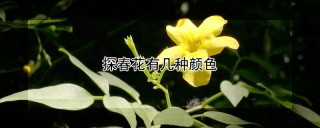 探春花有几种颜色,第1图