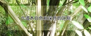 六道木白色和深色的区别,第1图