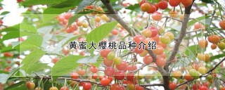 黄蜜大樱桃品种介绍,第1图