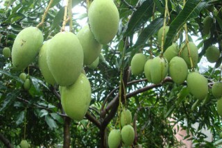 芒果的种植方法盆栽,第3图