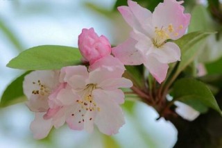 海棠花烂茎了怎么办，烂茎原因以及解决方法,第1图