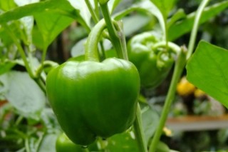 青椒怎么种植,第2图
