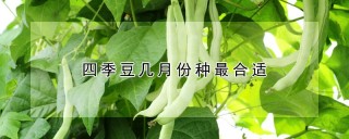 四季豆几月份种最合适,第1图