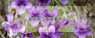 紫花地丁寓意着什么,第1图